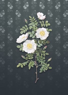 Vintage White Burnet Roses