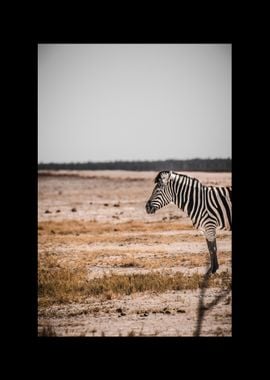 Zebra