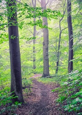 Forest In The Morning