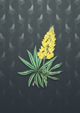 Yellow Perennial Lupine