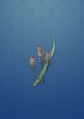 Meadow Squill Flower