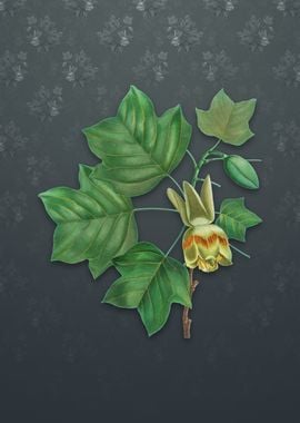 Tulip Tree on Slate Gray