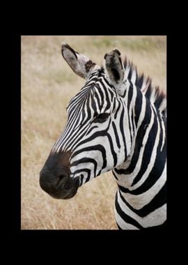 Zebra