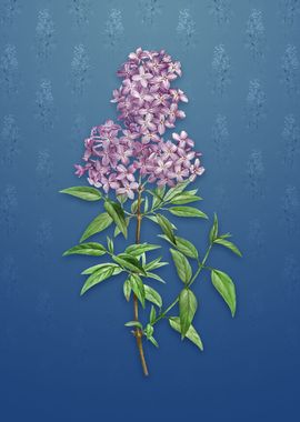 Vintage Persian Lilac