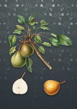 Vintage Pear on Slate Gray