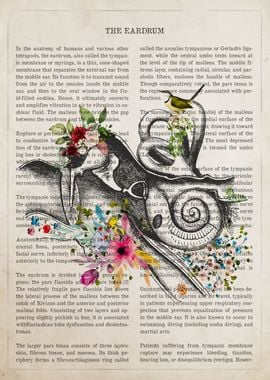 Eardrum  Flower Anatomy