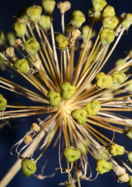 Allium nigrum close up