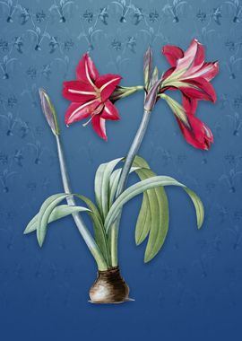 Brazilian Amaryllis