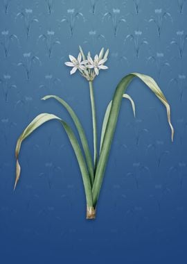 Small Flowered Pancratium