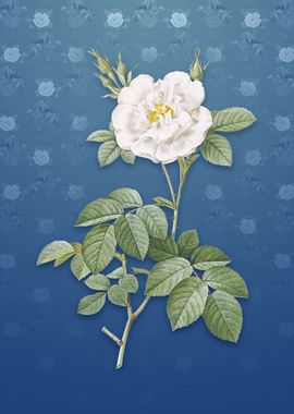 White Rose on Bahama Blue