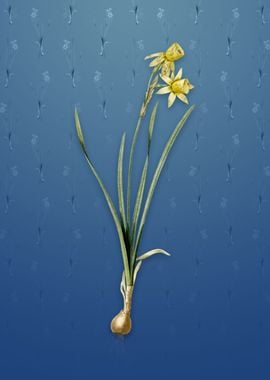 Narcissus Calathinus