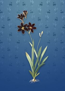 Vintage Ixia Grandiflora