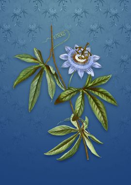 Vintage Blue Passionflower