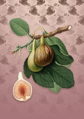 Vintage Fig on Dusty Pink