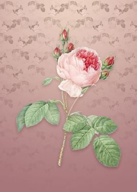 Vintage Pink Cabbage Rose