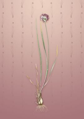 Vintage Allium Foliosum