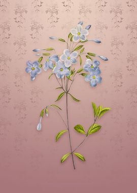 Phlox on Dusty Pink