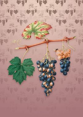 Vintage Summer Grape