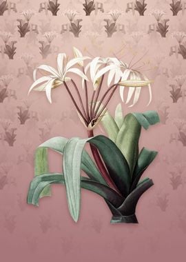 Vintage Crinum Erubescens