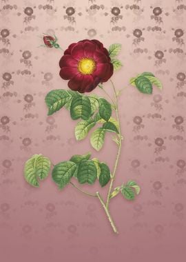 Vintage Rose on Dusty Pink