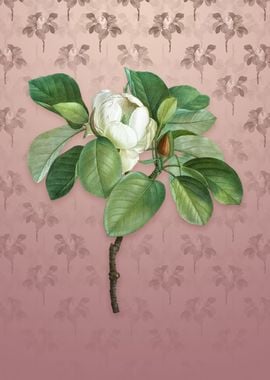 Vintage Magnolia Elegans