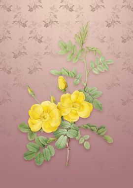 Yellow Sweetbriar Roses