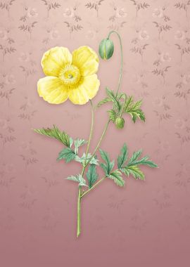 Vintage Welsh Poppy