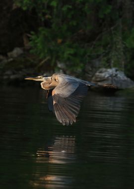 Heron in flight