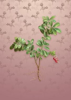 Vintage Lingonberry