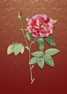 Vintage French Rose on Red