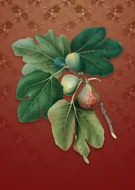 Common Fig on Falu Red