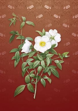 Vintage White Rose of Snow