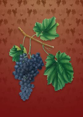 Vintage Lacrima Grapes