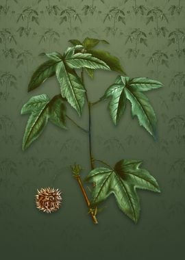 Vintage American Sweetgum