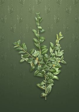 Vintage Boxwood Bush