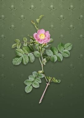 Pink Sweetbriar Rose