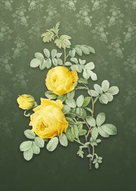 Vintage Sulphur Rose