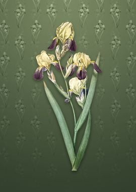 Vintage Elder Scented Iris