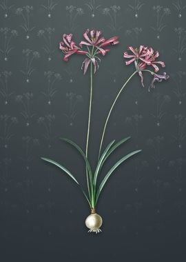 Nerine on Slate Gray