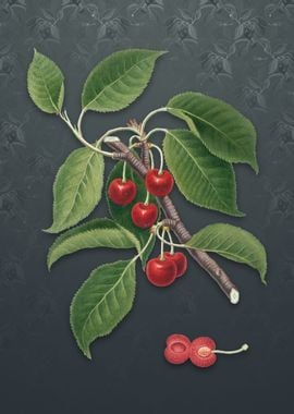 Vintage Sour Cherry