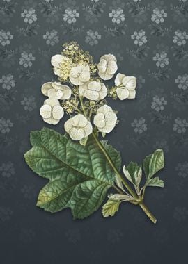 Vintage Oakleaf Hydrangea