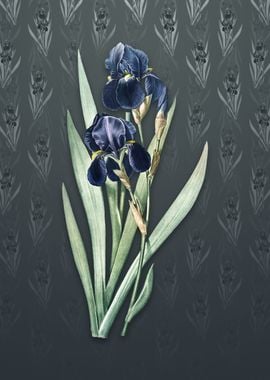 Vintage German Iris