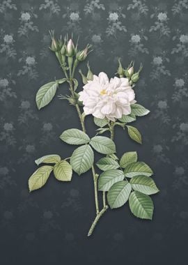 Vintage Autumn Damask Rose