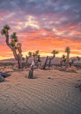 Joshua Tree 