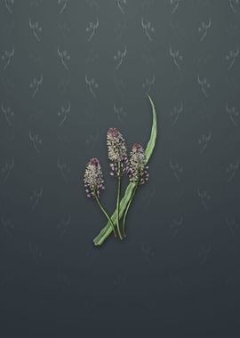 Meadow Squill Flower