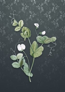 Vintage White Pea Flower