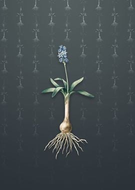 Vintage Scilla Lingulata