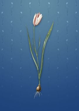 Lady Tulip on Bahama Blue