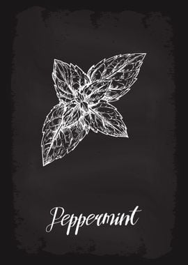 Kitchen Herbs Peppermint