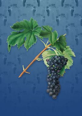 Black Aleatico Grape